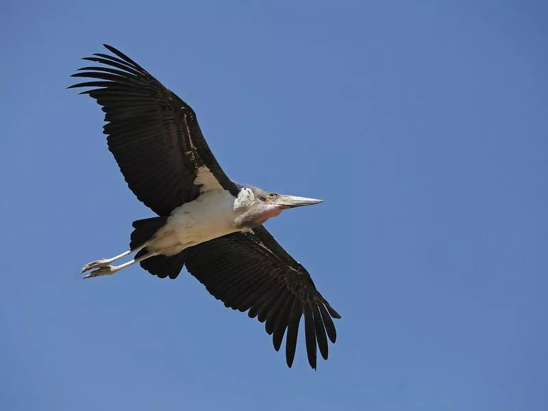 Marabou Stork