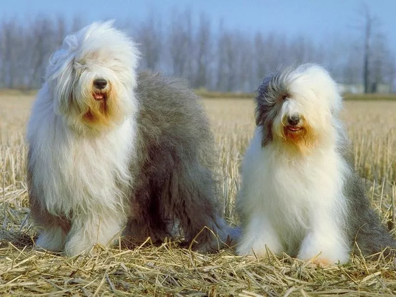 Old English Sheepdog