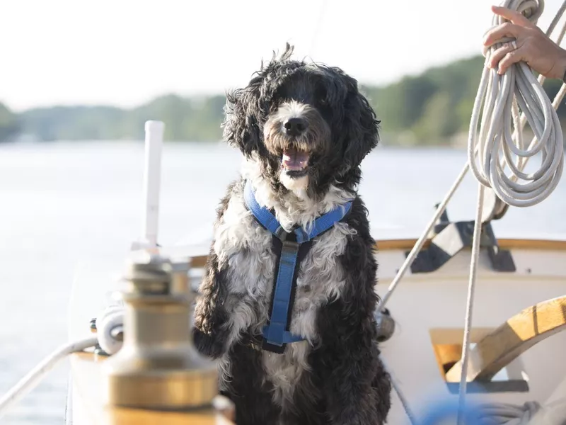 Portuguese water dog