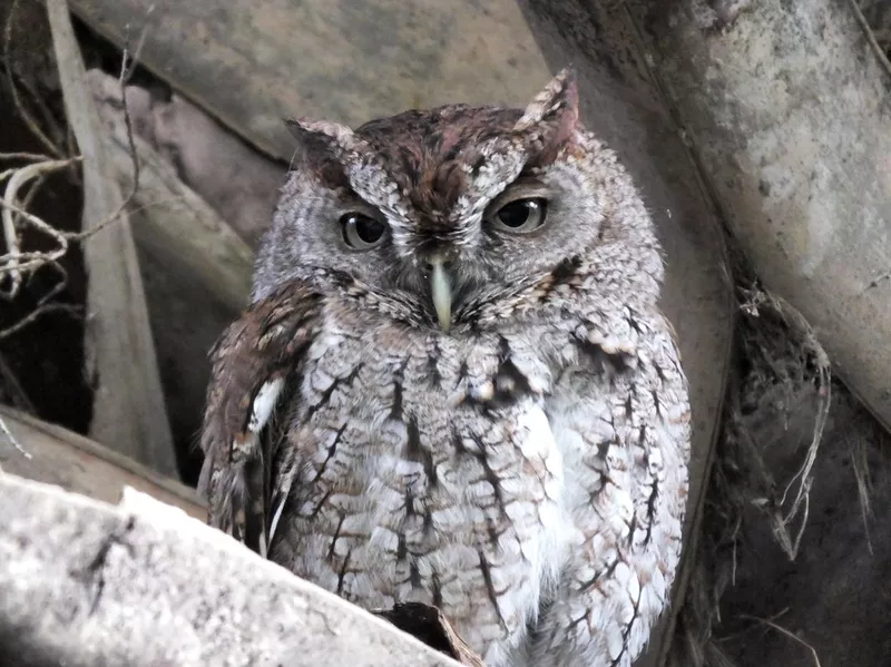 Eastern screech owl in a tree