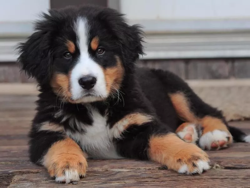 Bernese Mountain Dog