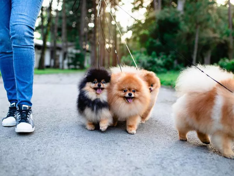 pomeranian