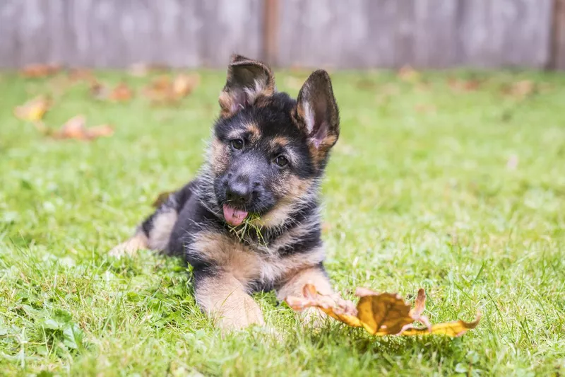 German shepherd ears