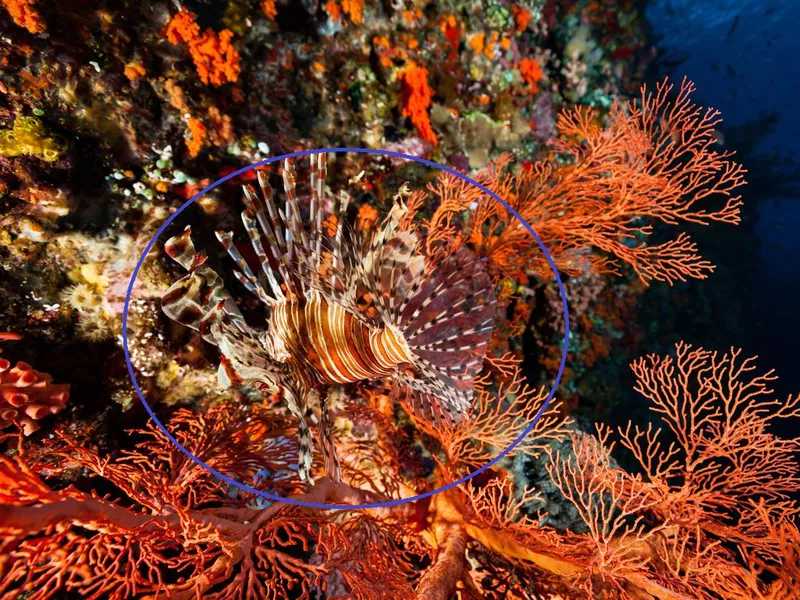 Lionfish