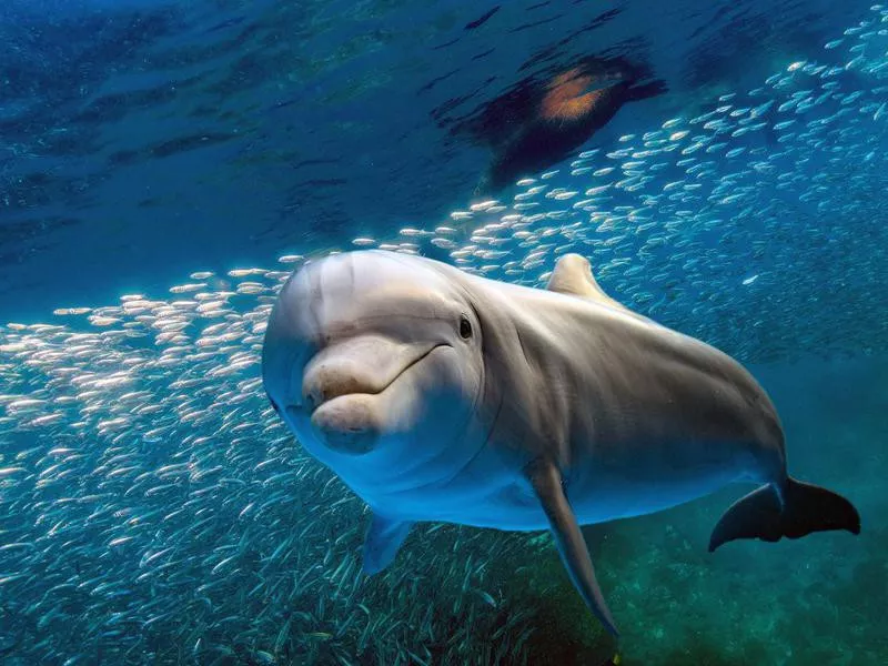 dolphin underwater on blue ocean background