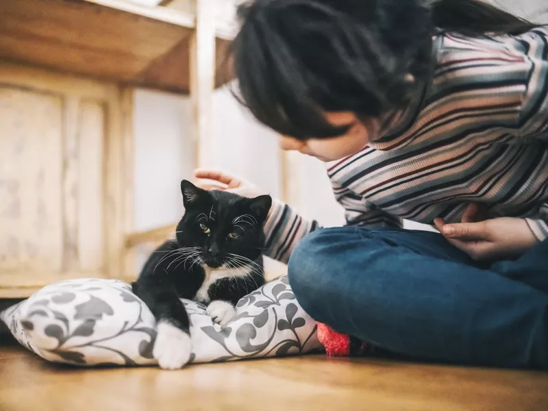 Little girl stroking black cat