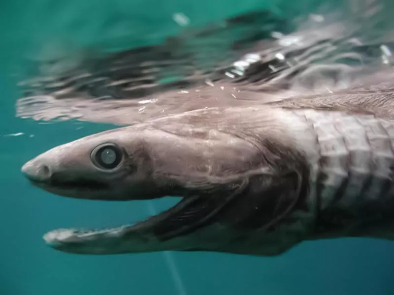 Frilled Shark Photo