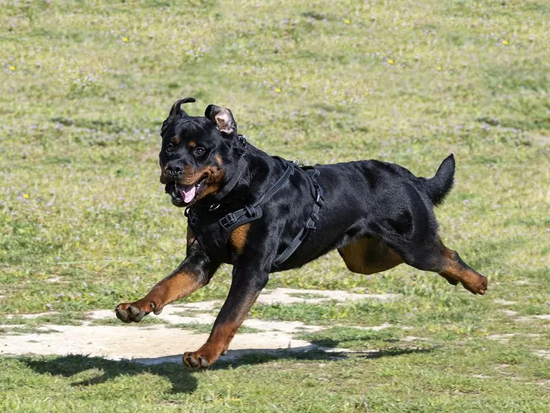 training of rottweiler