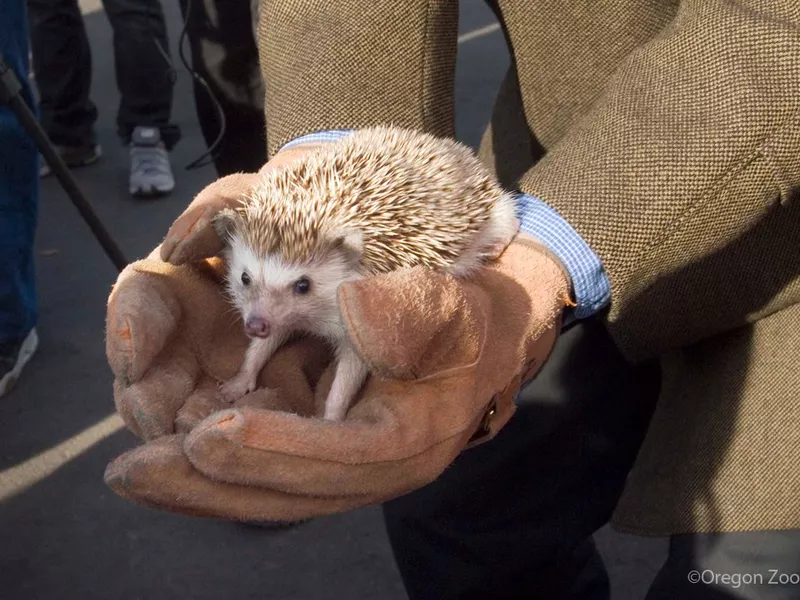 Oregon Zoo Hedgehogs