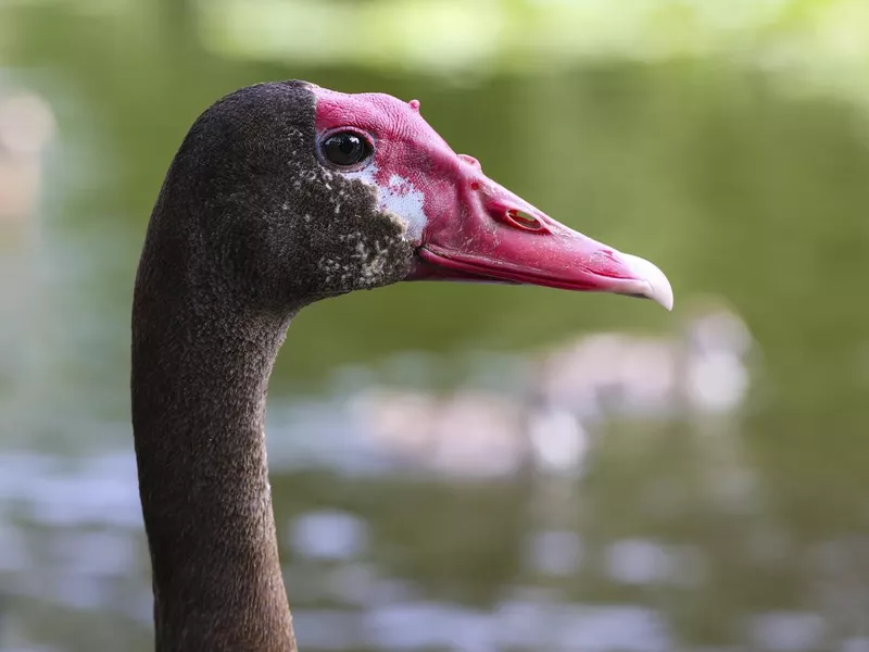 Spur-winged goose