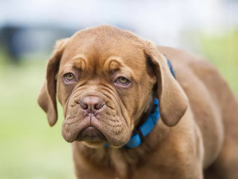 french mastiff