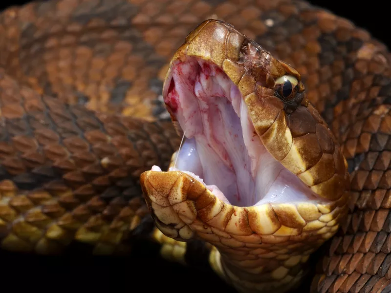 Cottonmouth Snake Ready to bite