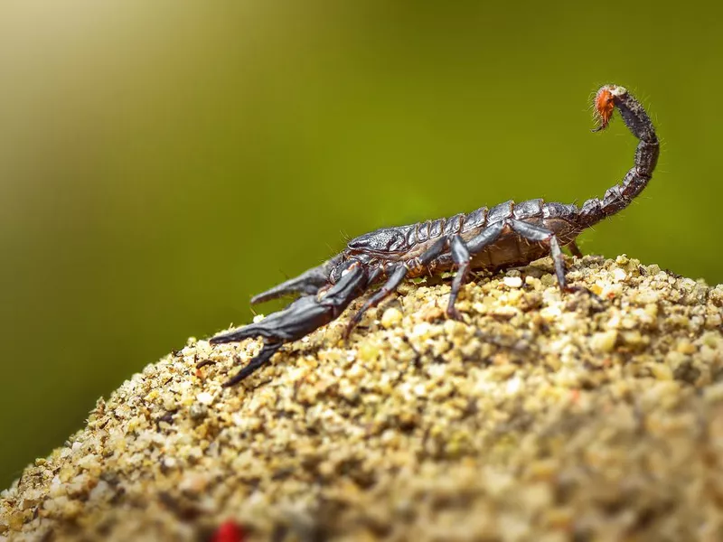 Emperor Scorpion