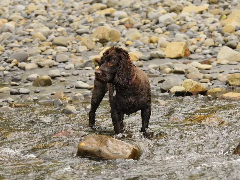 Boykin Spaniel