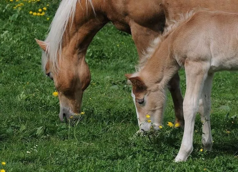 horse clone