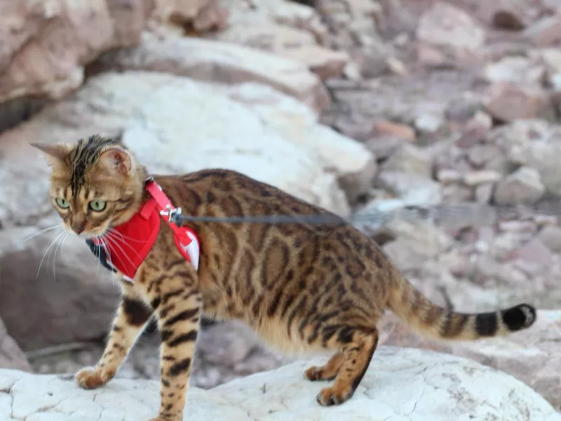 Stunning exotic leopard cat with gorgeous fur