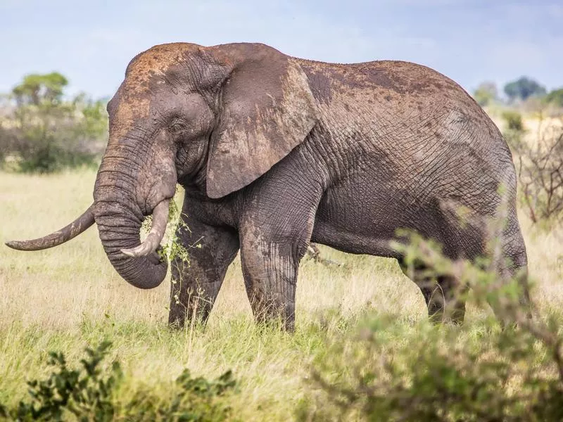 African bush elephant