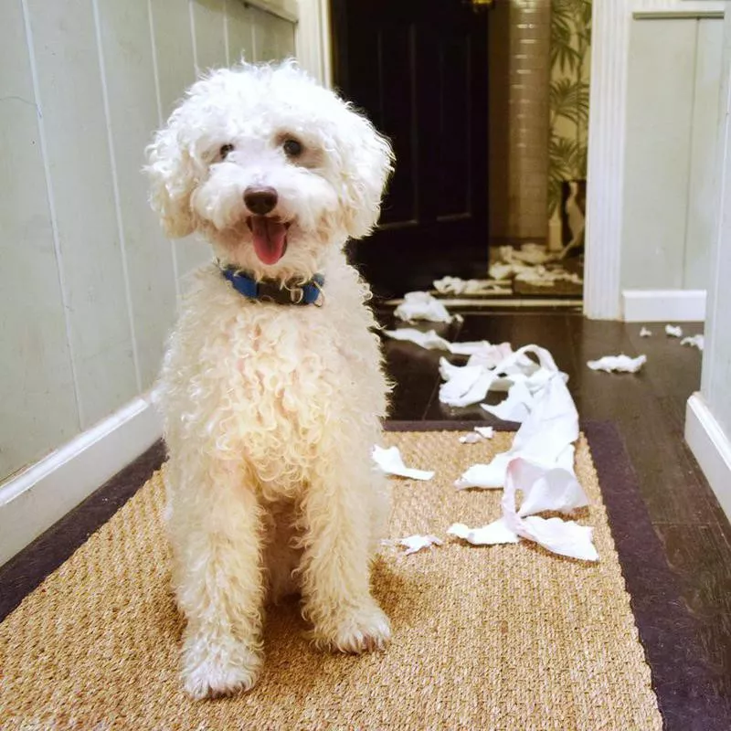 Poodle making a mess