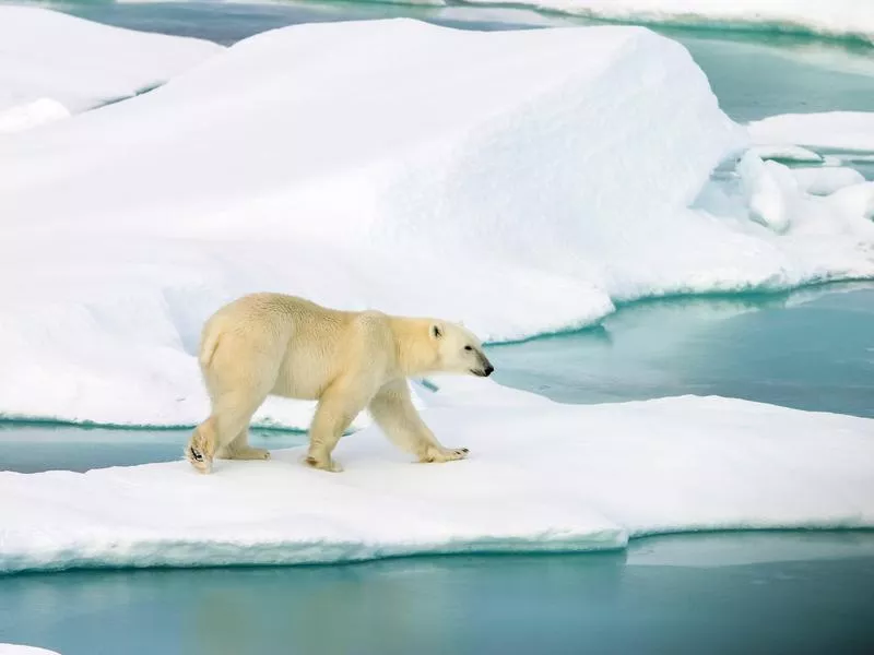 Polar bear walking on snow