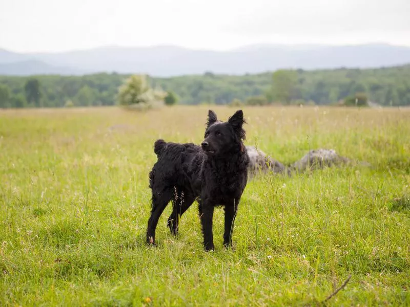 Croatian Sheepdog