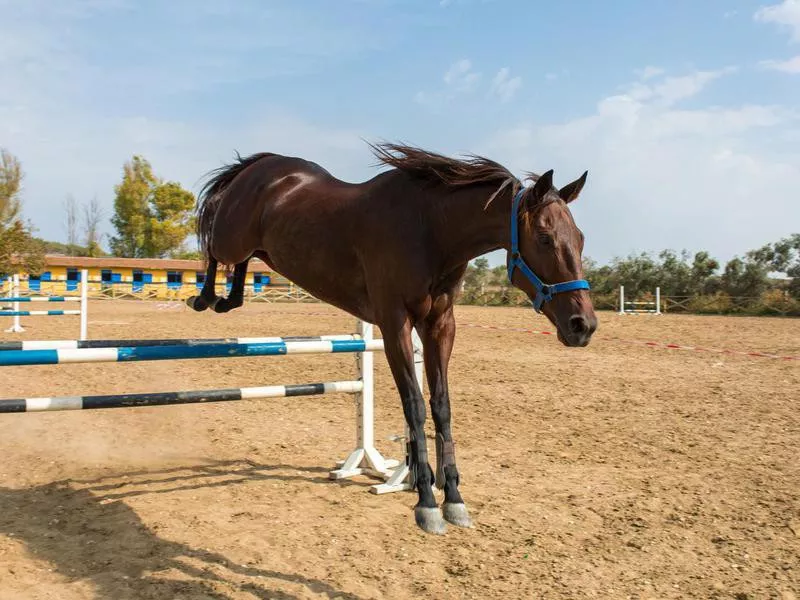 Standardbred