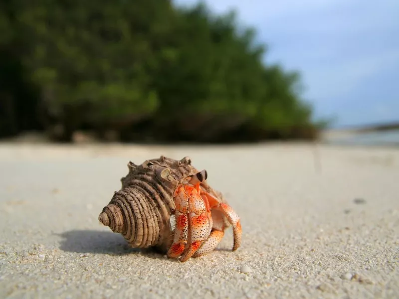 Hermit Crab