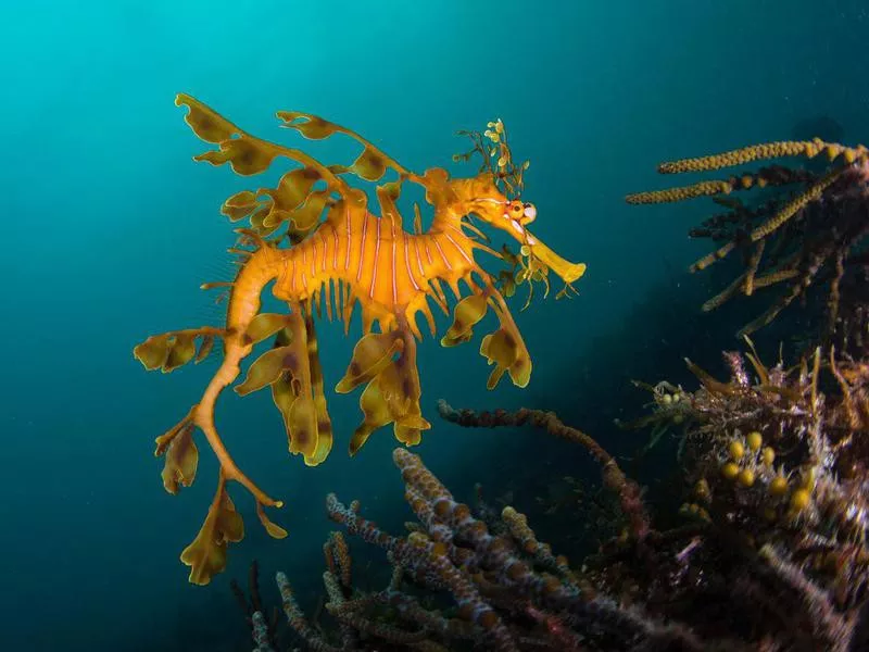 Leafy sea dragon in Australia