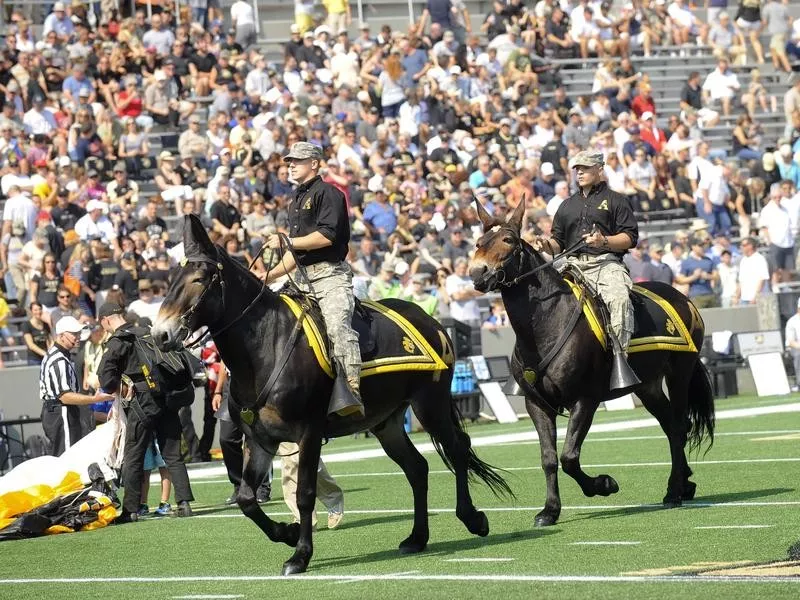 Two Army Mules