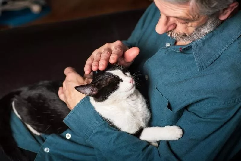 On-Lap Petting