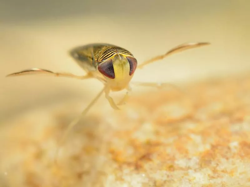 Water Boatman