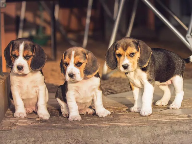 beagle pup