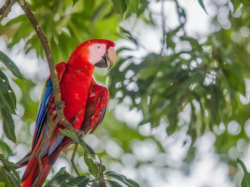 Red macaw