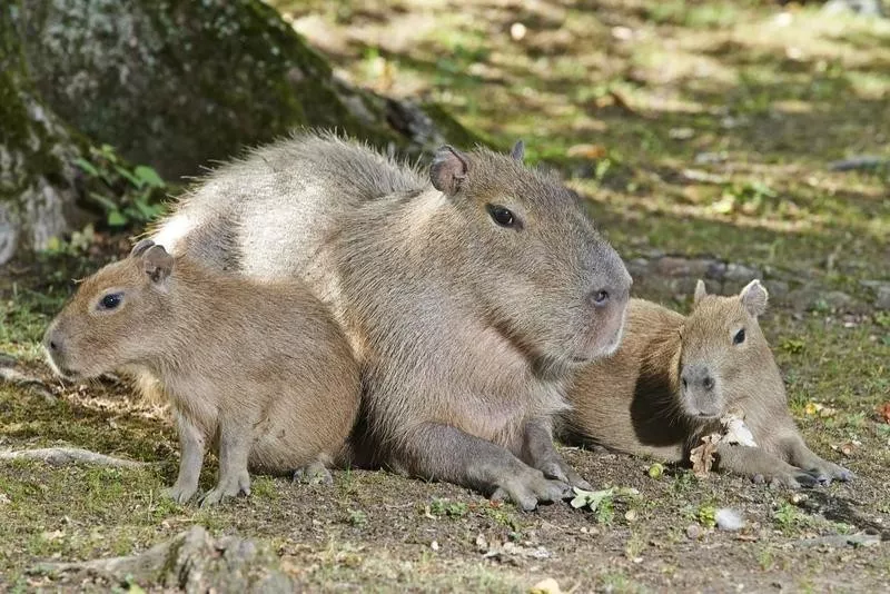 Capybara family