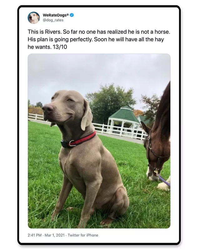 Dog and a horse