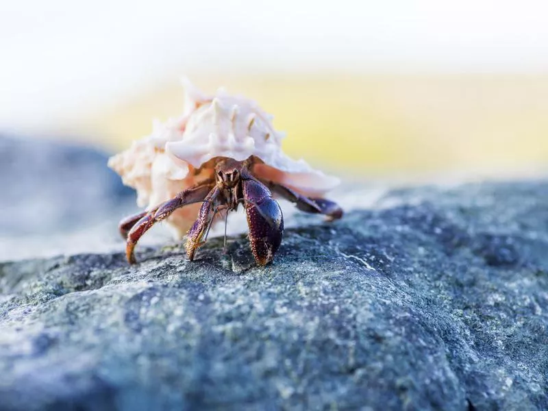 Hermit Crab