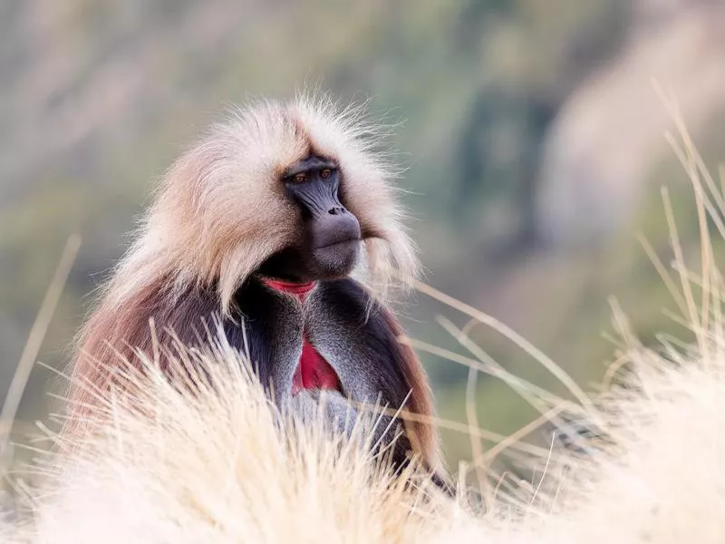 Endemic Gelada