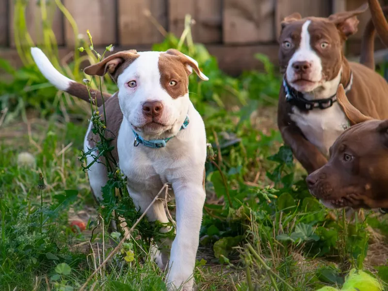 Pit bull puppies