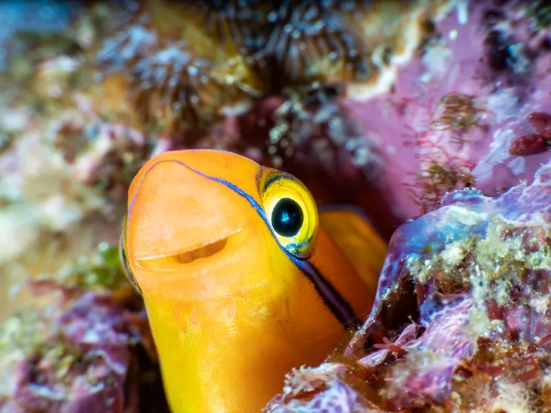 Bluestriped Fangblenny