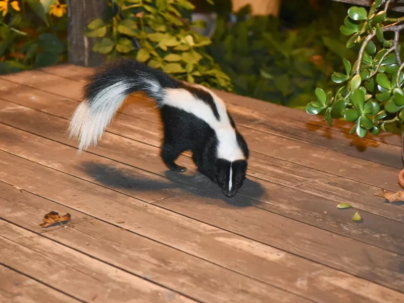 Skunk