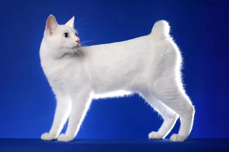 Japanese bobtail