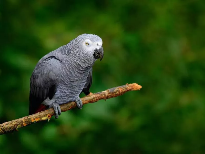 Congo African Grey