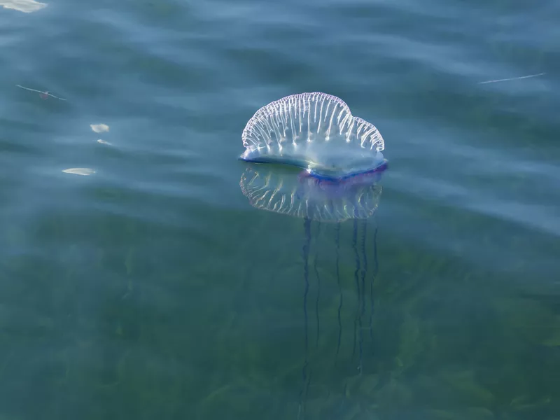 The Atlantic Portuguese Man O' War