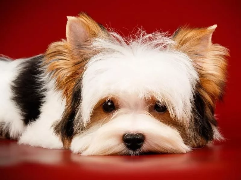 The Parent Club in the U.S. Is the Biewer Terrier Registry of America