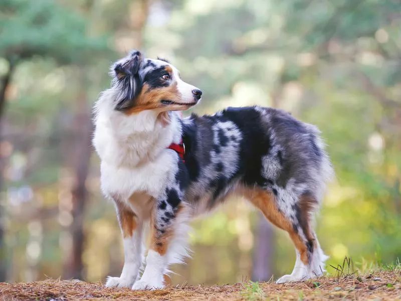 Australian Shepherd