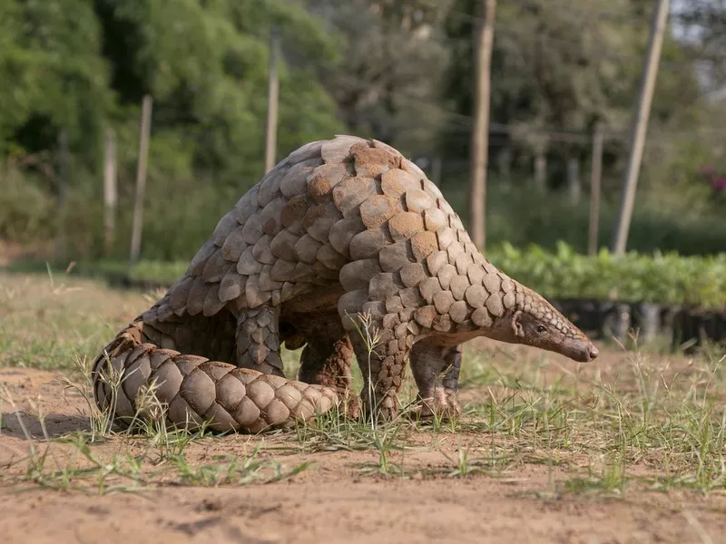 Indian Pangolin