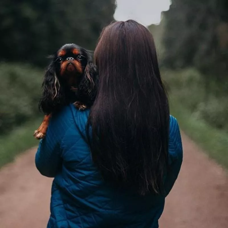 English Toy Spaniel