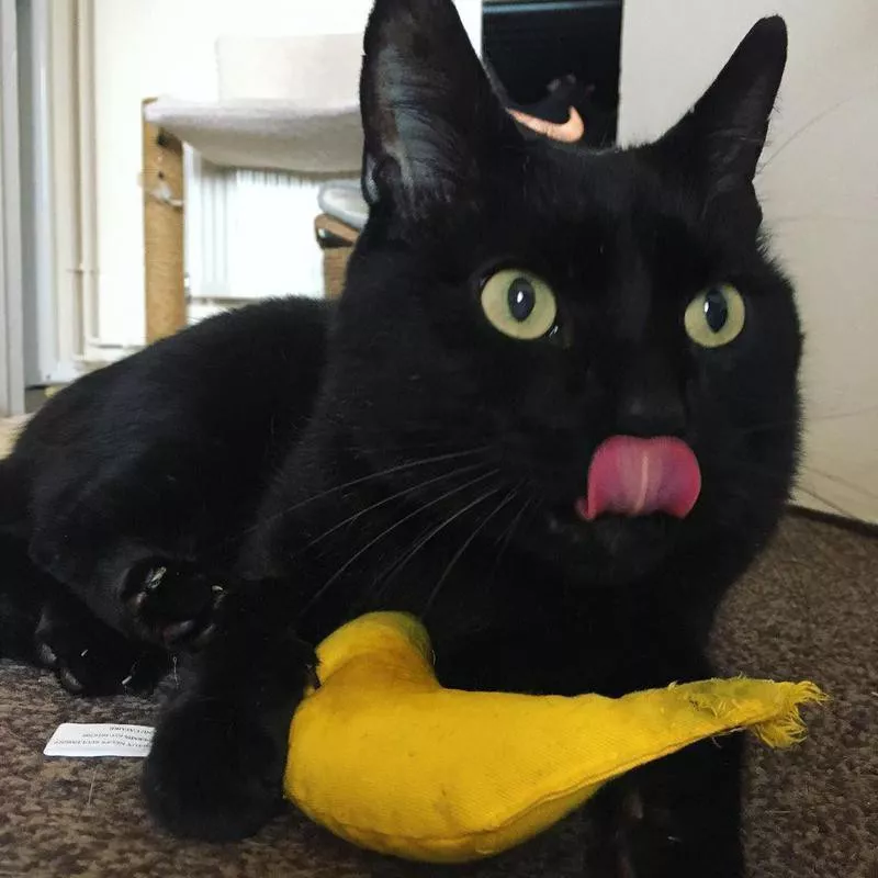 Black cat with toy