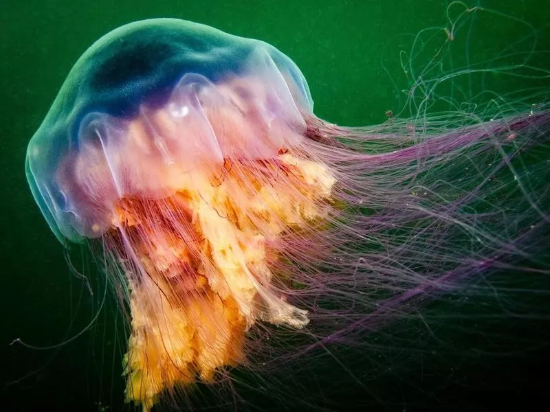 Lion's Mane Jellyfish