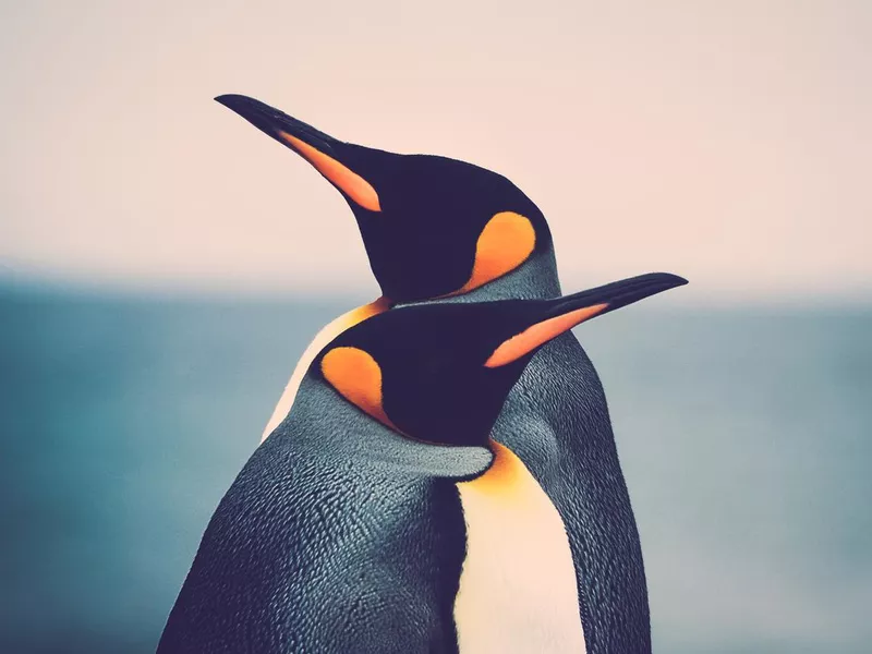 Penguin couple