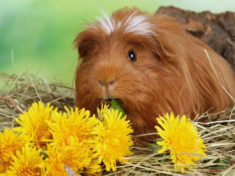 Guinea pig eating flowers